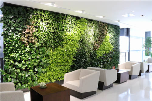 植物租賃分享凈化空氣的綠植和適合圖書(shū)館擺放